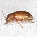 Colaspis sp-near-crinicornis - photo 2