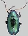 Colaspis suggona - Colaspis suggona