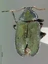 Colaspis suggona - photo 2