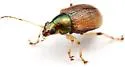 Colaspis viriditincta - photo 2