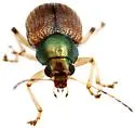 Colaspis viriditincta - photo 3