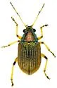 Colaspis viriditincta - photo 4