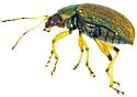 Colaspis viriditincta - photo 5