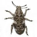 Colecerus dispar - Colecerus dispar