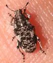 Colecerus dispar - photo 2