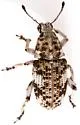 Colecerus dispar - photo 4