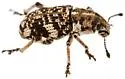 Colecerus dispar - photo 5