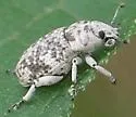 Colecerus marmoratus