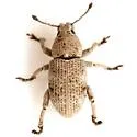 Colecerus marmoratus - photo 2