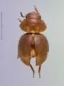 Colenis impunctata