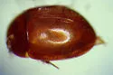 Colenis impunctata - photo 2