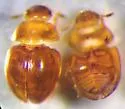 Colenis impunctata - photo 4