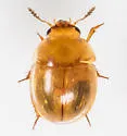 Colenis impunctata - photo 5