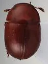 Colenis ora