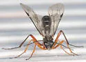 Coleocentrus flavipes - photo 3