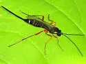 Coleocentrus flavipes - photo 4