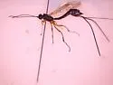 Coleocentrus harringtoni
