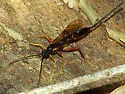 Coleocentrus occidentalis