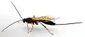 Coleocentrus pettiti