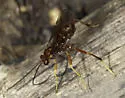 Coleocentrus rufus