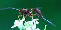 Coleocentrus rufus - photo 2