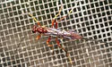 Coleocentrus rufus - photo 3