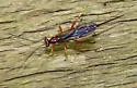 Coleocentrus rufus - photo 4