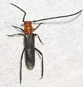 Coleomethia xanthocollis