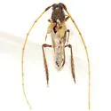 Coleomethia xanthocollis - photo 2