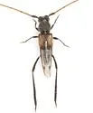 Coleomethia xanthocollis - photo 3