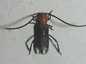 Coleomethia xanthocollis - photo 5