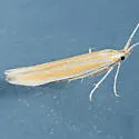 Coleophora acamtopappi - Hodges#1328