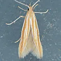 Coleophora acamtopappi - Hodges#1328 - photo 2