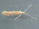 Coleophora acamtopappi - Hodges#1328 - photo 3