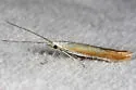 Coleophora accordella - Hodges#1289