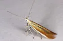 Coleophora accordella - Hodges#1289 - photo 2