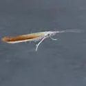 Coleophora accordella - Hodges#1289 - photo 4