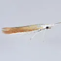 Coleophora accordella - Hodges#1289 - photo 5