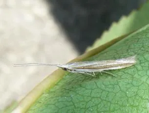 Coleophora albicosta
