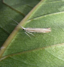 Coleophora albicosta - photo 2