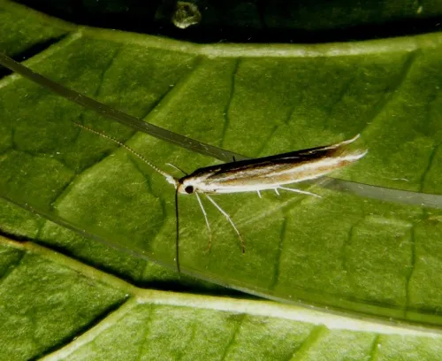 Coleophora albicosta - photo 3