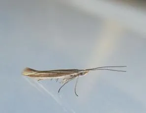 Coleophora albicosta - photo 4
