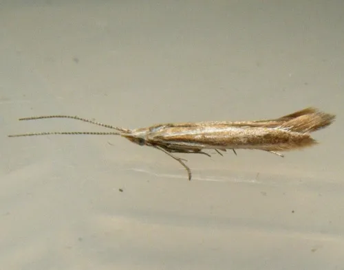 Coleophora albicosta - photo 5