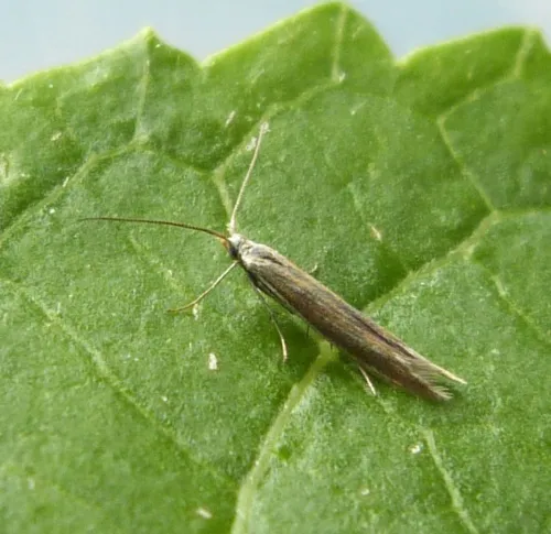Coleophora albicosta - photo 6
