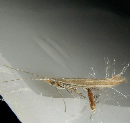 Coleophora albicosta - photo 7