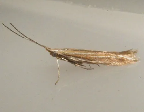 Coleophora albicosta - photo 8