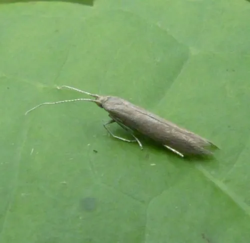 Coleophora albitarsella