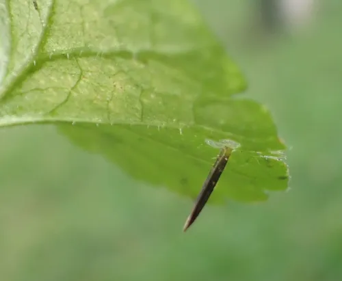 Coleophora albitarsella - photo 2