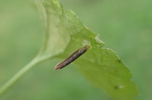 Coleophora albitarsella - photo 3