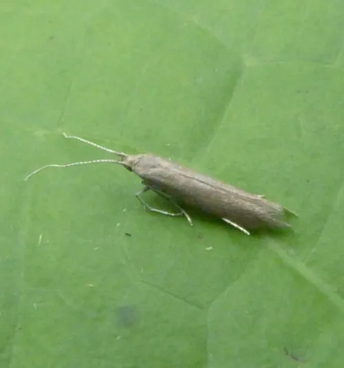 Coleophora albitarsella - photo 4